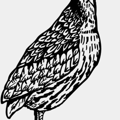 BIRD044 Thumbnail