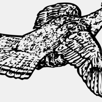 BIRD066 Thumbnail