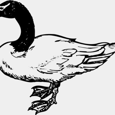 BIRD086 Thumbnail