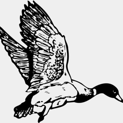 BIRD087 Thumbnail