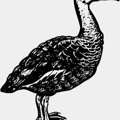 BIRD089 Thumbnail