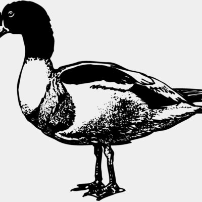 BIRD090 Thumbnail