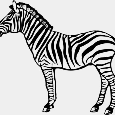 ZEBRA004 Thumbnail