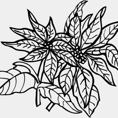 FLOWER29 Thumbnail