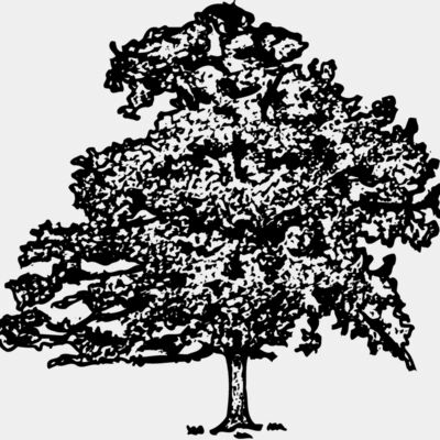 TREE0013 Thumbnail